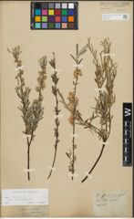 Foto von Salix repens subsp. incubacea (L.) A. Neumann